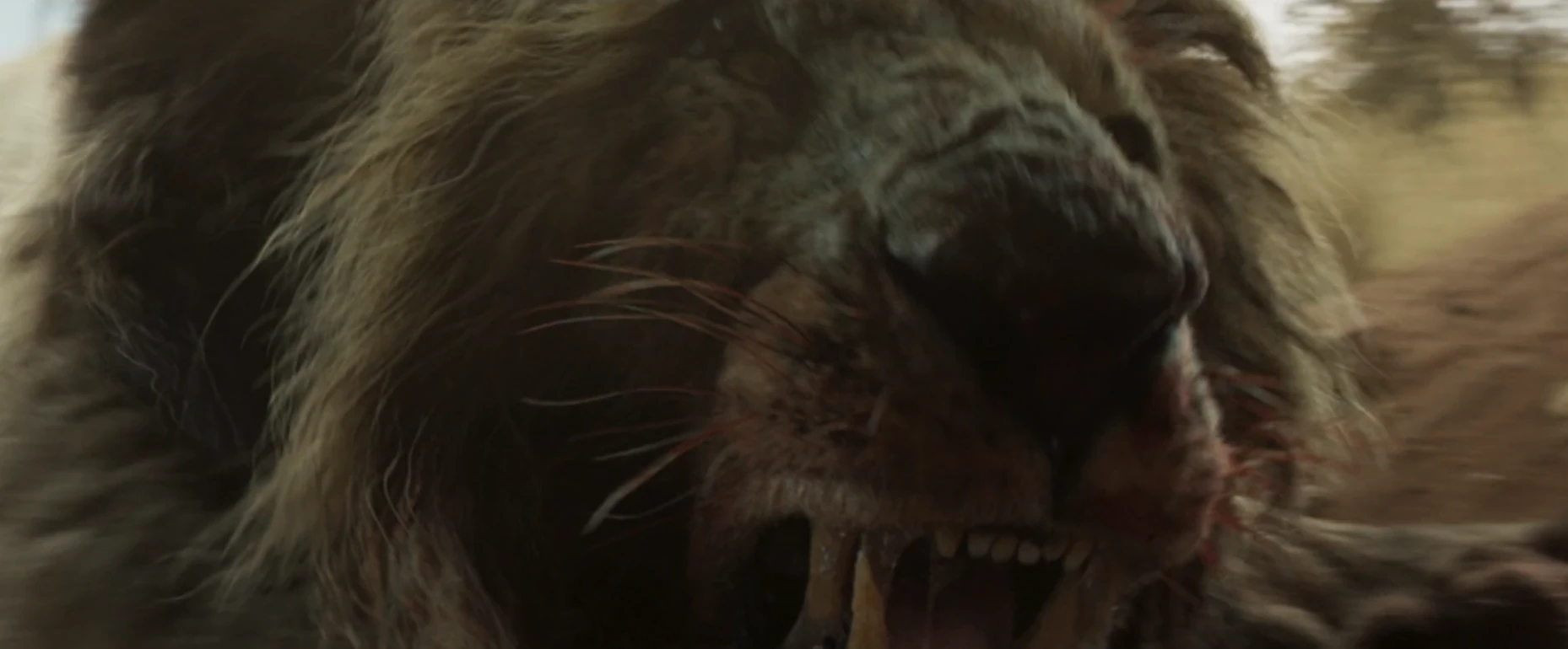 Un leone che carica la macchina da presa in primo piano
